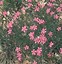 Image result for Dianthus deltoides Rosea