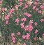 Image result for Dianthus deltoides Albiflorus