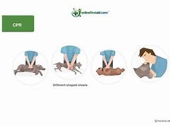 Image result for Animal CPR