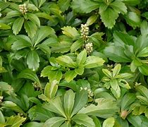 Image result for Pachysandra terminalis Green Carpet