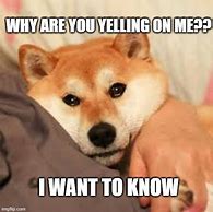 Image result for Doge Dog Meme
