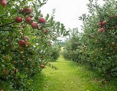 Image result for Apple Farms Near Rochester NY