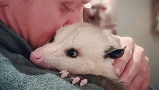 Image result for Guy Tossing Possum into Air