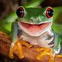 Image result for Cute Frog On Moss 4K