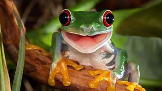 Image result for Happy Frog Face