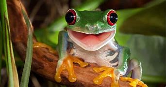 Image result for Cute Green Frog