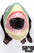 Image result for Pug Shark