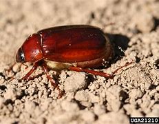 Image result for Difference Between Beetle and Bug