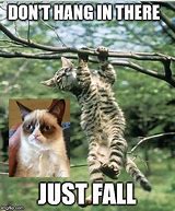 Image result for Cat Hanging in There Meme