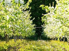 Image result for Planting Apple Trees