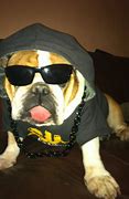 Image result for Gangsta Bulldog