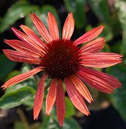Image result for Echinacea purpurea Sundown ®