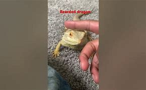 Image result for Dragon Chillin