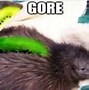 Image result for Kiwi Meme Cute