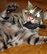 Image result for Grenade Cat Meme