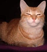 Image result for Smug Cat. Emoji