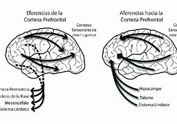 Image result for aferencia