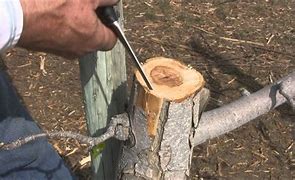 Image result for Grafting Apple Trees From Stump