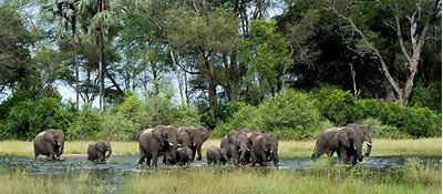Image result for What Animals Will I See On a Botswana Safari