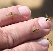 Image result for Wa Bee Like Fly