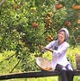 Image result for Fruit Tree Orchard