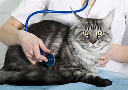 Image result for Cat Hepatitis