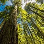 Image result for Coastal Redwood Forest