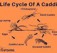 Image result for Insect Life Cycle Fly Fishing