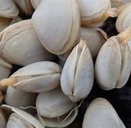Image result for Baby Clams
