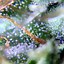 Image result for Weed Covered in Trichomes