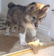 Image result for Wolf Hybrid Pups
