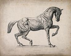Image result for Animal Engraving
