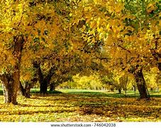 Image result for Apple Tree Fall Color