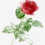 Image result for Rose Bush Illustration