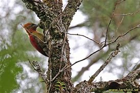 Image result for Picus mentalis