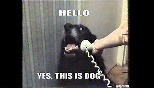 Image result for Hello This Is Cow Phone Meme Dog