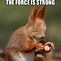 Image result for Funny Cute Squirrel Memes