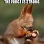 Image result for Squirrel Pictures Funny Memes