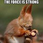 Image result for Laughing Squirrel Meme
