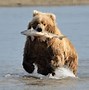 Image result for Grizzly Bear Side Profile