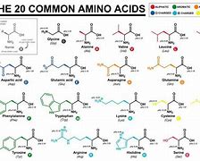 Image result for Amino Acids Structure MCAT