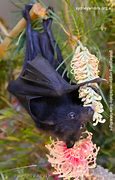 Image result for Baby Bat Ray