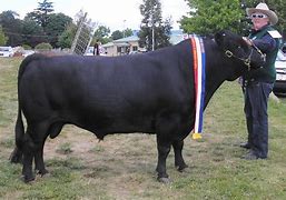 Image result for Dexter Cattle