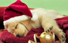 Image result for Cute Holiday Background