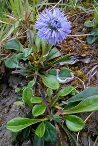 Image result for Globularia vulgaris