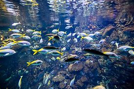 Image result for Osaka Aquarium Souvenirs