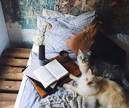 Image result for Cats Books and Coffee