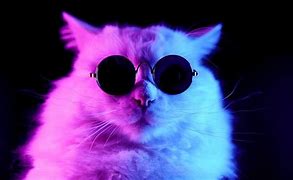 Image result for Cool Cat 1080