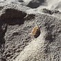 Image result for Sand Fleas