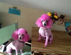 Image result for Pink Poodle Lotion